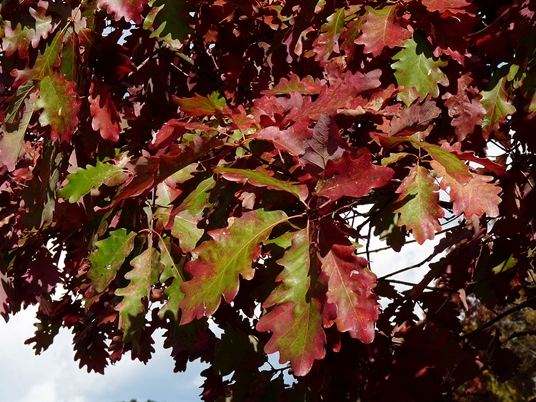 {Quercus michauxii}
